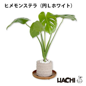 ySҌzϗtA qXe Xe {  ~j A ANAvg|bg 3 4 5 6 ^ NX}X v[g 󂯎Mt Ă₷ JXj Vzj 