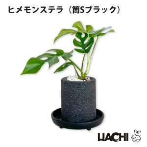 【初心者向け】観葉植物 パキラ ガジュマル コーヒーの木 サンスベリア モンステラ テーブルヤシ 本物 新築祝い 開店祝い クリスマス プレゼント 大型 小さい 鉢植え アクアプラントポット