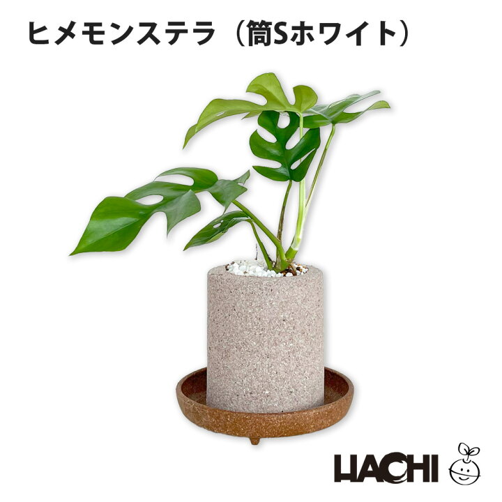 楽天市場】【初心者向け】観葉植物 ヒメモンステラ モンステラ 本物 