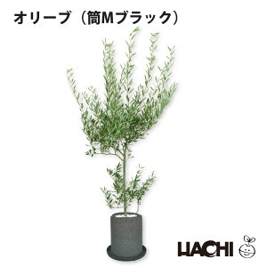 【ポイント5倍】【初心者向け】観葉植物 オリーブ 鉢植え オリーブの木 本物 大型 小さい ミニ アクアプラントポット 4号鉢 5号鉢 シンボルツリー 常緑樹 受け皿付き 育てやすい 初心者向け