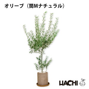 ySҌzϗtA I[u A I[u̖ { ^  ~j ANAvg|bg 4 5 V{c[ Ύ 󂯎Mt Ă₷ Vzj JXj j