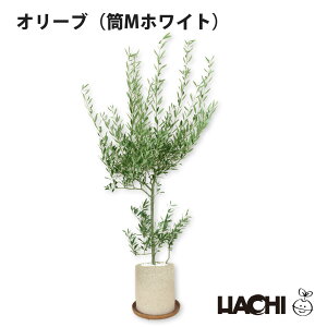 y|Cg5{zySҌzϗtA I[u A I[u̖ { ^  ~j ANAvg|bg 4 5 V{c[ Ύ 󂯎Mt Ă₷ SҌ 