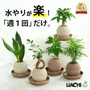 観葉植物 初心者向け パキラ ガジュマル コーヒーの木 サンスベリア モンステラ アンスリウム 本物 誕生日プレゼント 