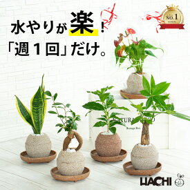【初心者向け】観葉植物 パキラ ガジュマル コーヒーの木 サンスベリア モンステラ アンスリウム 本物 誕生日プレゼント 男性 新築祝い 母の日 花 大型 小さい 鉢植え アクアプラントポット 3号鉢 受け皿付き 育てやすい 開店祝い プレゼント ギフト インテリア