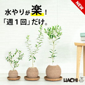 【ポイント5倍】【初心者向け】観葉植物 オリーブ 鉢植え オリーブの木 本物 大型 小さい ミニ アクアプラントポット 4号鉢 5号鉢 シンボルツリー 常緑樹 受け皿付き 育てやすい 初心者向け 新築祝い 開店祝い 結婚祝い 誕生日 プレゼント ギフト インテリア おしゃれ