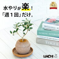 【初心者向け】観葉植物 オリーブ 鉢植え オリーブの木 本物 大型 小さい ミニ アクアプラントポット 4号…