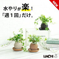 【1000円OFFクーポン＆P5倍！】【初心者向け】観葉植物 アイビー ヘデラ 本物 小さい ミニ 鉢植え アクア…