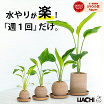 楽天市場】オーガスタ 4号の通販