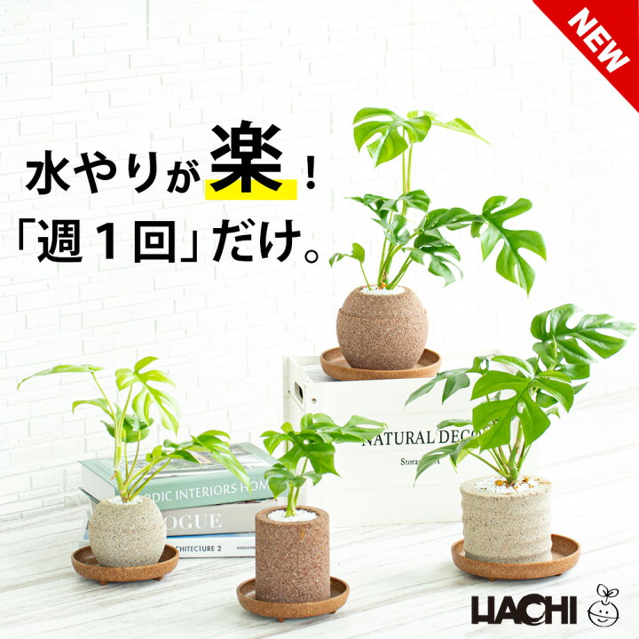 楽天市場】【初心者向け】観葉植物 ヒメモンステラ モンステラ 本物 