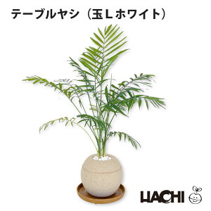 ySҌzϗtA e[uV {  ~j A ANAvg|bg 3 4 5 6 ^ NX}X v[g 󂯎Mt Ă₷ JXj Vzj j a