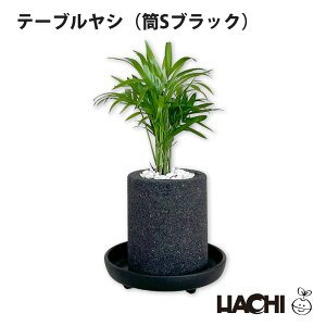 【ポイント2倍】【初心者向け】観葉植物 パキラ ガジュマル コーヒーの木 サンスベリア モンステラ テーブルヤシ 本物 新築祝い 開店祝い クリスマス プレゼント 大型 小さい 鉢植え アクア