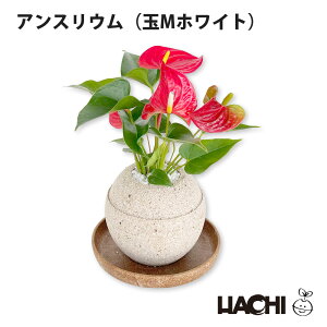【ポイント5倍】【初心者向け】観葉植物 アンスリウム 鉢植え プレゼント アクアプラントポット 本物 大型 小さい ミニ 日付指定 4号鉢 母の日 受け皿付き 育てやすい 新築祝い 開店祝い 結