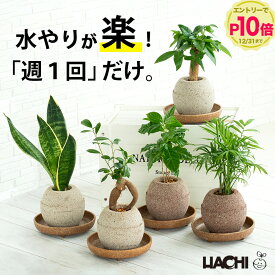 【エントリーでP10倍】【初心者向け】観葉植物 パキラ ガジュマル コーヒーの木 サンスベリア モンステラ アンスリウム 本物 誕生日プレゼント 男性 新築祝い クリスマス 花 大型 小さい 鉢植え アクアプラントポット 開店祝い プレゼント ギフト