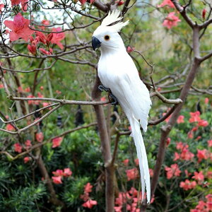 yz Œp̐jt I[ig IE K[fIuWF