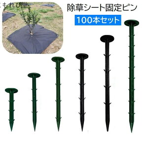 yz ƒ؉ K[fjO s ɂ Œp vX`bN PPY hV[gp 100{Zbg V[gŒs