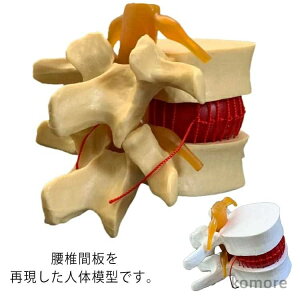 yzŊԔ ͌^ ڍ@ l̖͌^ i͌^ [   iW{ ͌^ [͌^ l͌^ Ԑږ͌^ Ŗ͌^ f l