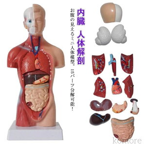 yzSg͌^ l̖͌^ 15p[c l l̉U l̕W{ ͌^ ̉Uf l̖͌^ l̃f 28cm SgW{ g\[  W{ ͌^   ڍ@ @