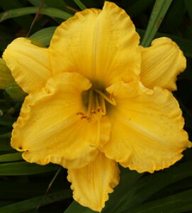 FI JԂ炫@ΎwJXeu[N Afc@1