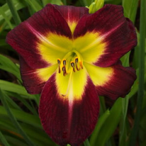 JԂ炫IΎwJXeiCg r[Rfc@1