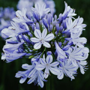 オリジナル常緑品種！ 見事な花付き！アガパンサス‘青い空’苗　1株