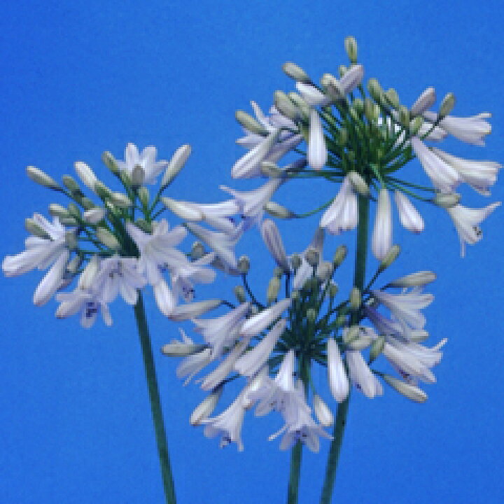 楽天市場 オリジナル品種 優雅な花姿 アガパンサス ガーデン パラソル 苗 １株 小森谷ナーセリー 楽天市場店