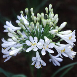 IWiiI ȏ̉ԁIAKpTXeW[ uChfc@1