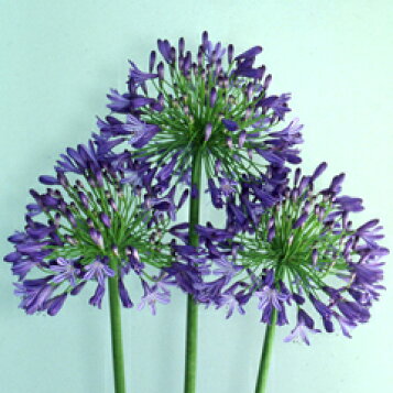 楽天市場 オリジナル品種 見事な毬咲き アガパンサス パープル ボール 苗 １株 小森谷ナーセリー 楽天市場店