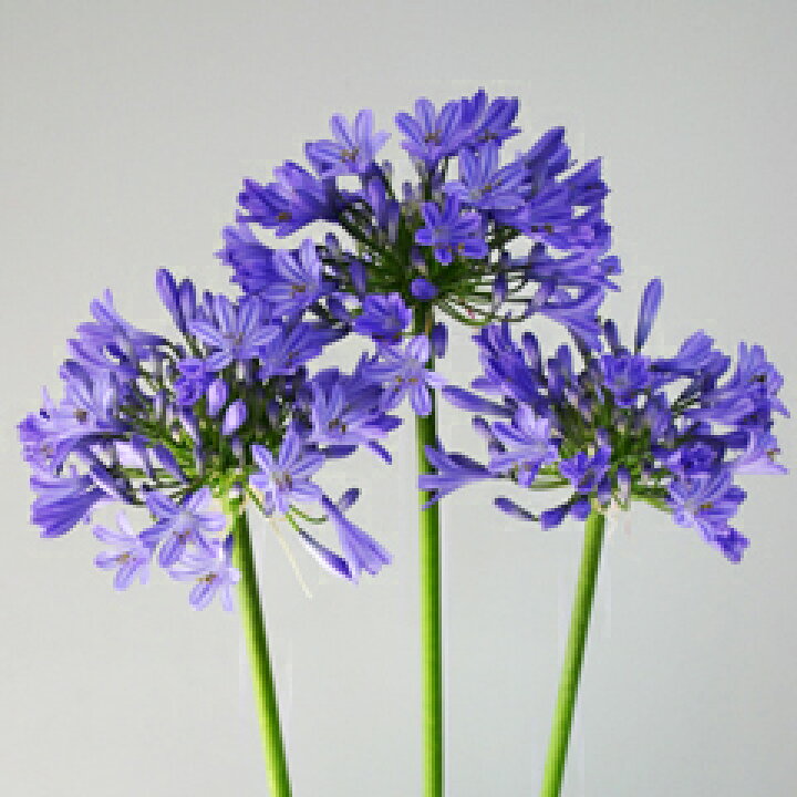 楽天市場 オリジナル品種 ２季咲き性 アガパンサス 秋の空 苗 １株 小森谷ナーセリー 楽天市場店