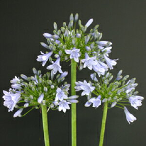 IWiiI f̉ԐFIAKpTXeX̗fc@1