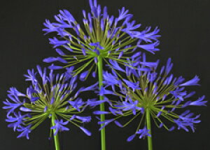 IWiΕiI Ӑ̒ցIAKpTXeafc@1