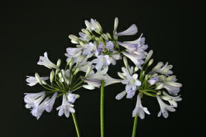 IWiiI DȉԎpIAKpTXeK[f p\fc@1