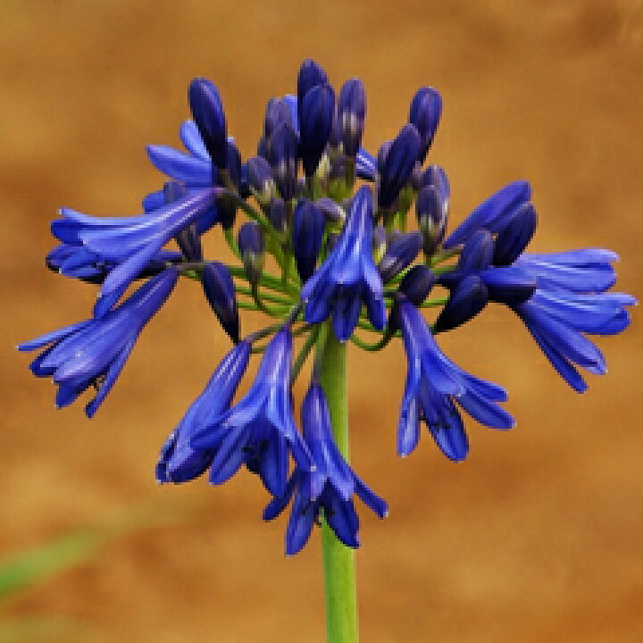 楽天市場 オリジナル早生品種 濃い青がとっても鮮やか アガパンサス ブルー ダイヤモンド 苗 １株 小森谷ナーセリー 楽天市場店