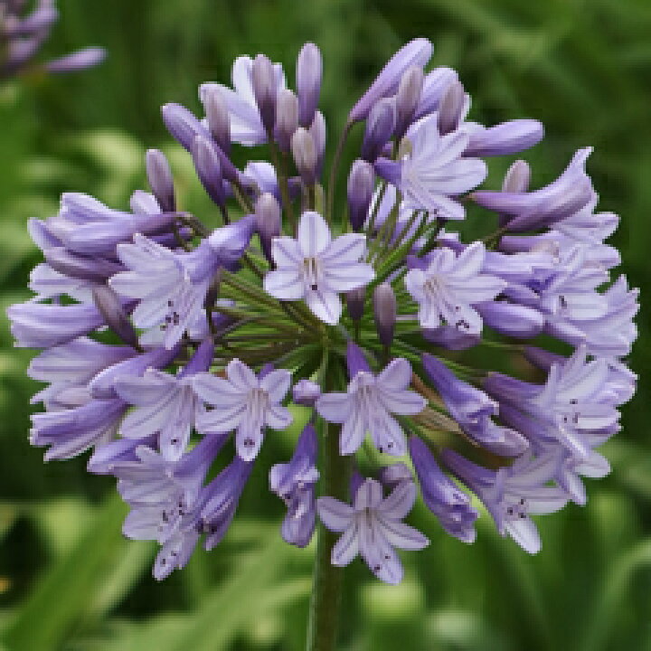 楽天市場 オリジナル品種 見事な花付き アガパンサス ガーデン テーブル 苗 １株 小森谷ナーセリー 楽天市場店