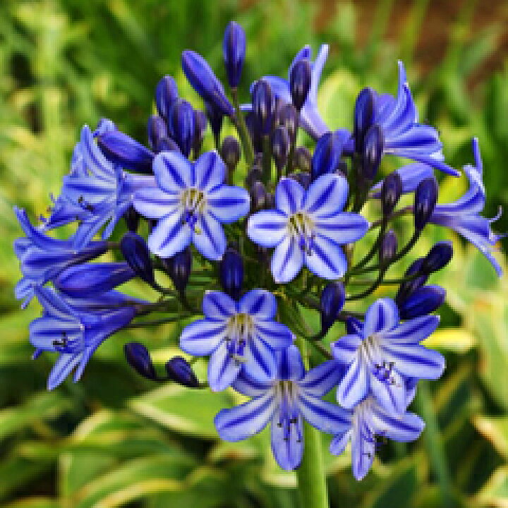 楽天市場 オリジナル品種 アガパンサス 森の泉 苗 １株 小森谷ナーセリー 楽天市場店