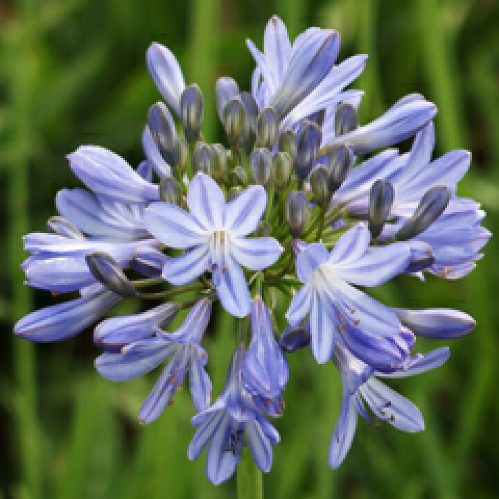 楽天市場 オリジナル品種 爽やかな花色 アガパンサス すずかぜ 苗 １株 小森谷ナーセリー 楽天市場店