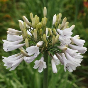 IWiiI XԐFIAKpTXePfc@1