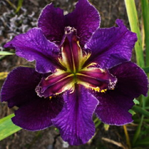 ƂĂĂ₷vȃACXICWAiACX etH[u[ Zg Wfc@1