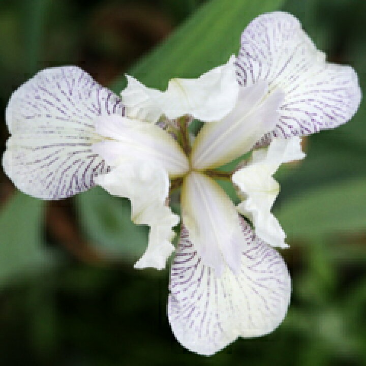 楽天市場 数量限定 再販売 地植えで水やり 施肥不要 ジャーマンアイリス アイシング 苗 １株 小森谷ナーセリー 楽天市場店