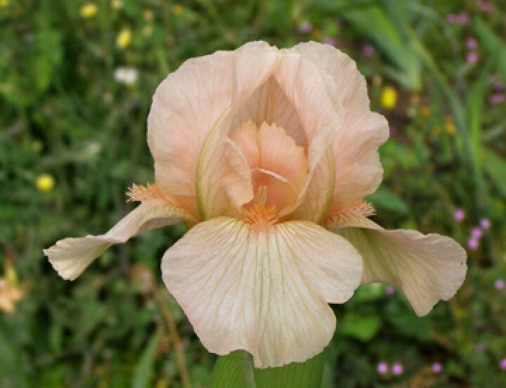 楽天市場 数量限定 再販売 地植えで水やり 施肥不要 さわやかな株姿 ジャーマンアイリス スコーン 苗 １株 小森谷ナーセリー 楽天市場店