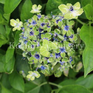 ԎpInChWAizԁj e哇Ή ܂f c@1