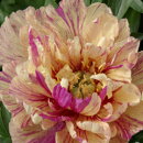 �������٤Ǻ����ưס��ϥ��֥�åɥ��㥯�䥯�ʥܥ��󥷥㥯�䥯��&lsquo;����ݥå�&rsquo;���ָ������ʣ����աˣ���