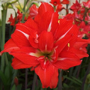 IWiiIA}Xet@[Xg _uf@1