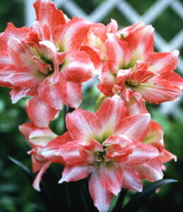 IWiiI֔d炫A}Xe_ut@bVf@ @1