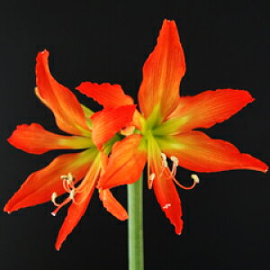 AI A}XuXtFfBAGiАYEj@@1