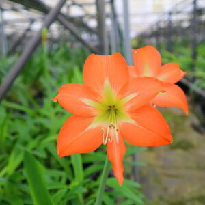 ^IWiiIA}Xeg`Chf@АY@1