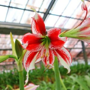 IWiiIA}X ehSf@(АY)@1