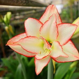 XJIWiIJԌA}XeRX \tBAfiАYj@1