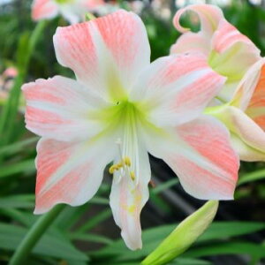 IWiiIA}XeCujO T}[hXf@(АY) @1