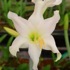 IWiiIA}X eHdlf@(АY)@JԌ@1