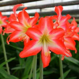 IWiiIA}Xe_u bhXpC_[f@АY@1